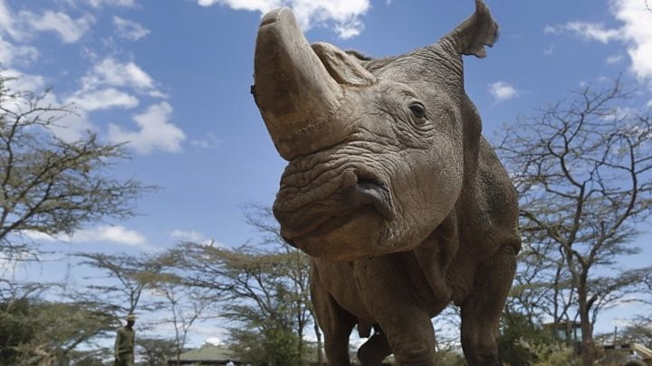 Last Monday night the 45-year-old white rhino, Sudan, passed away at the Ol Pejeta Conservancy in Kenya; he was the last northern male of that subspecies. It is said that earlier this month he developed an infection in his back right leg which only added to his age-related suffering. Sudan’s death was expected, but still [...]