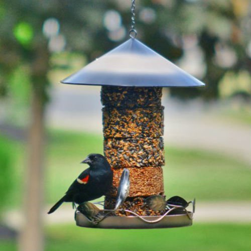 Do you ever look out your window and wonder what’s missing? A lush garden? A mailbox that looks like a fish? Or is it the flapping of wings as birds eat from your new feeder? Having bird feeders is one way to create a good flowing ecosystem in your backyard. Feeders attract many types of birds [...]