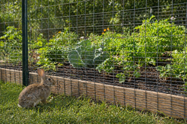 2′ X 50′ RABBIT GUARD. Enamel Coated Charcoal – Far North