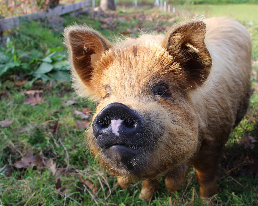 Here we are for part 2 of the pig series. We’ll get into house training and behaviors as well as three different breeds and what to expect.Pigs are very smart animals and that makes them easily trainable. They are also creatures of habit, however, so the key is to train them as early on as [...]