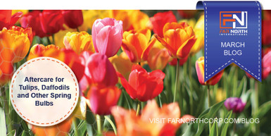 Aftercare for Tulips, Daffodils and Other Spring Bulbs